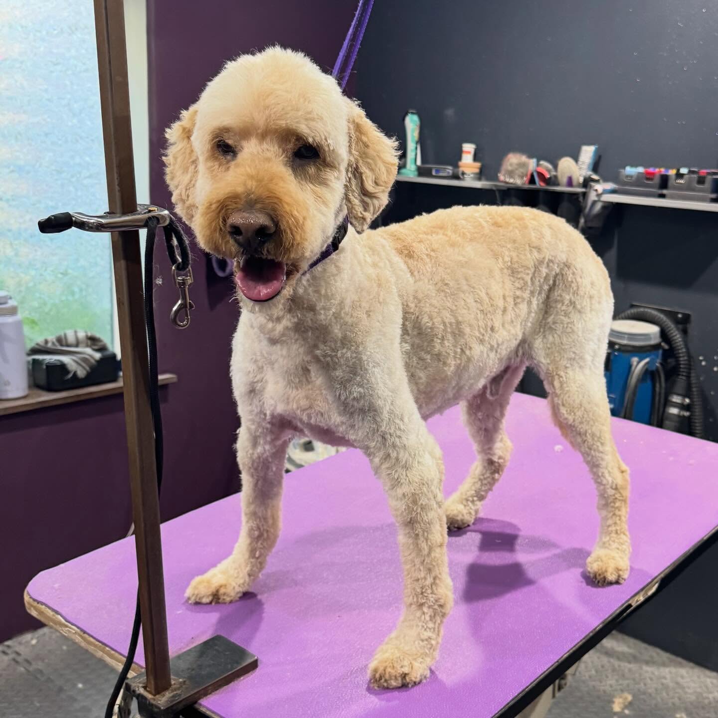 Dutton, creative color client