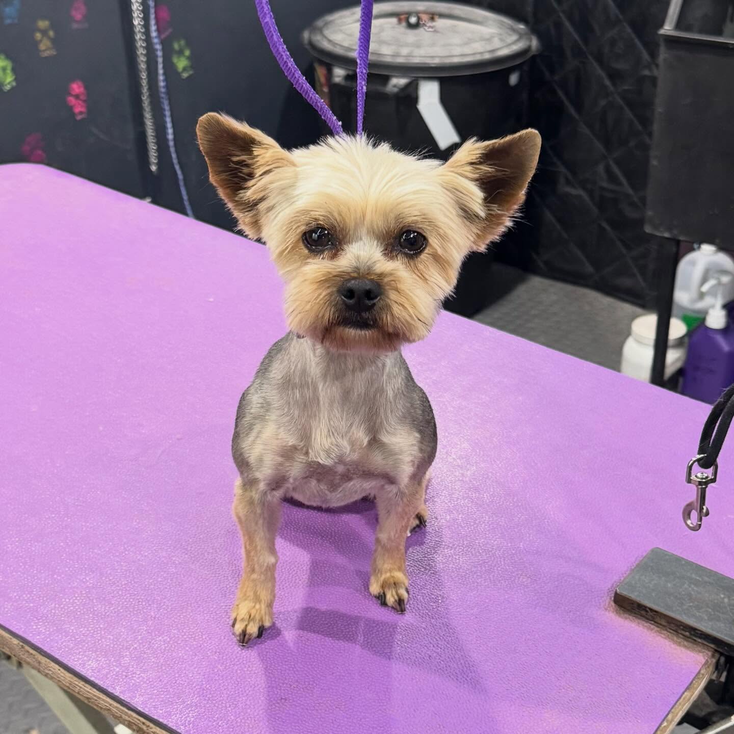 Moo, salon regular