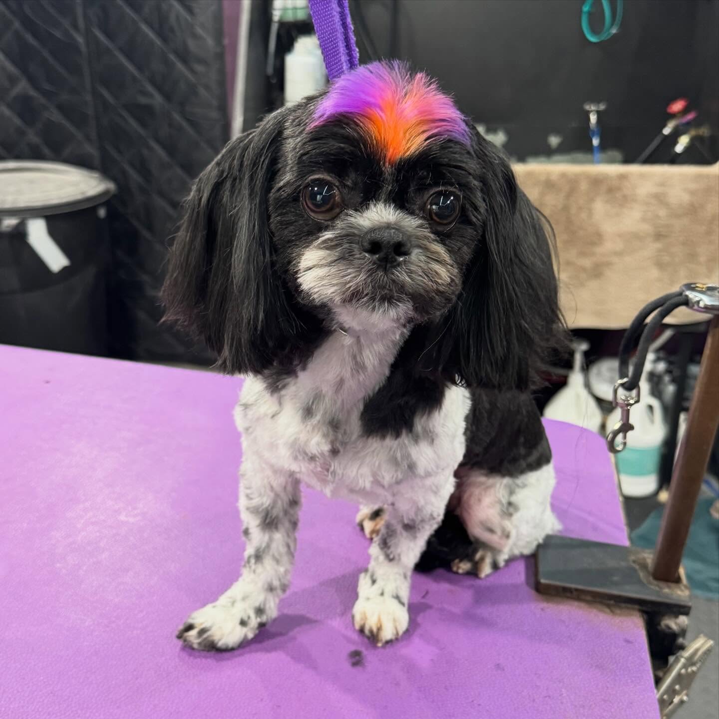 Freshly groomed dog