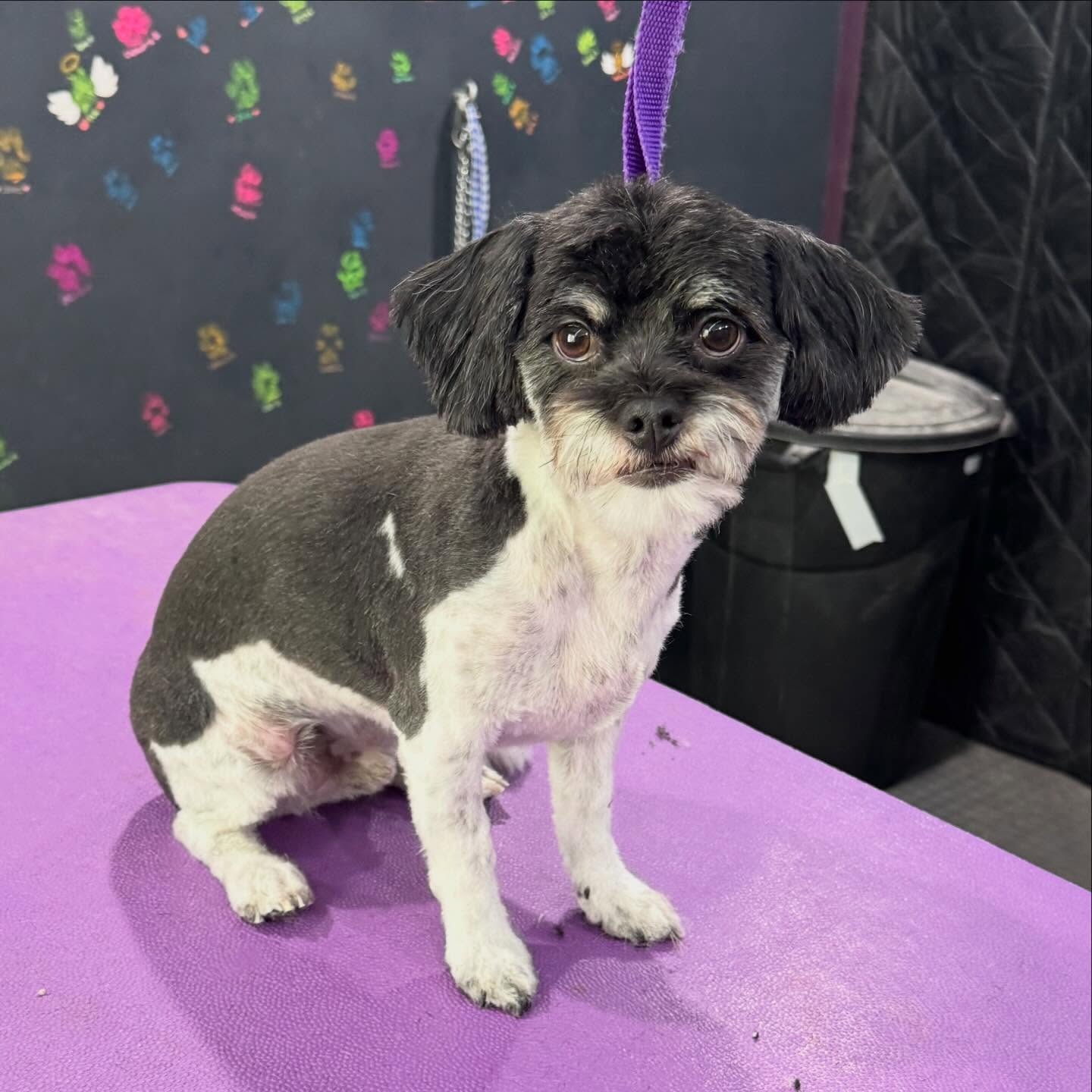 Fresh cut at Top Paws