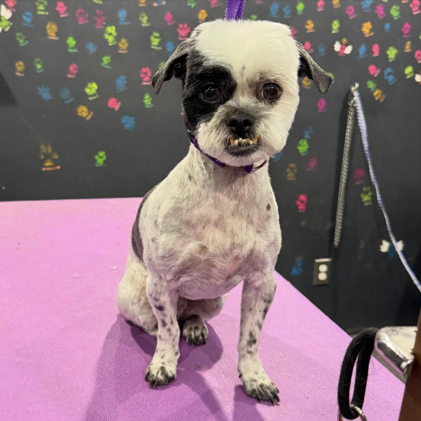 Salon regular post-groom