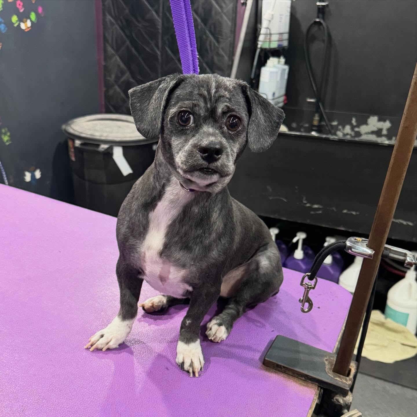 Dog grooming